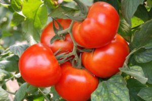 Descripción de la variedad de tomate Moment y sus características