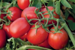 Kuvaus tomaatti Monti F1 -lajikkeesta ja sen ominaisuudet