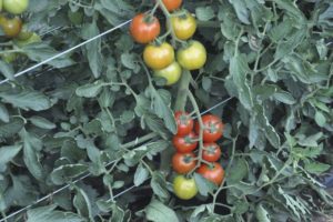 Beschrijving van de tomatensoort Nadezhda en zijn opbrengst