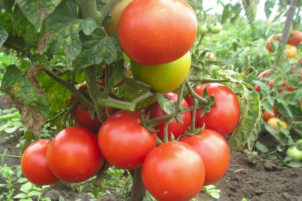 Undersized tomatoes