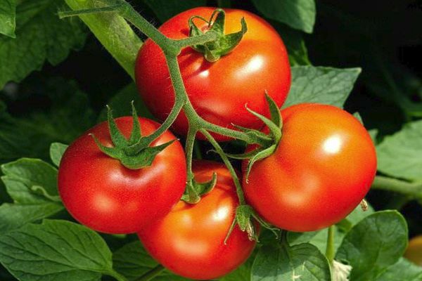 עגבניה נבסקי