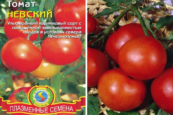 Hybride de tomate