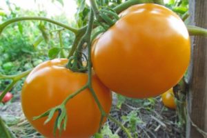 Beschrijving van de tomatensoort Oranje wonder en zijn kenmerken