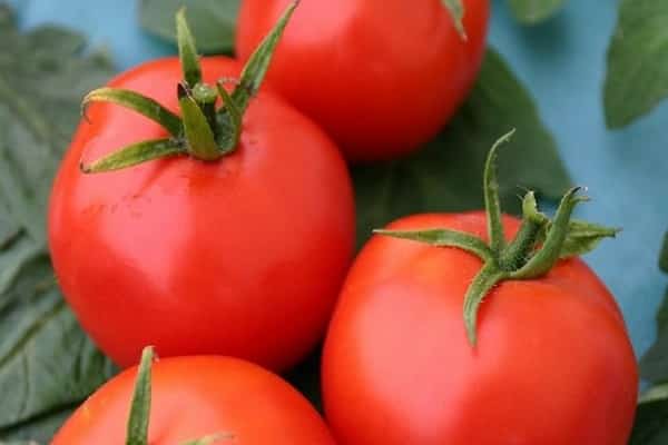 agradable tomate