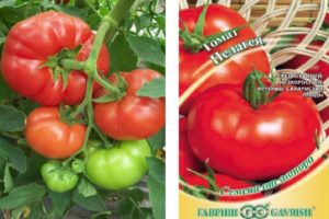 Opis sorte rajčice Pelageya i njezine karakteristike