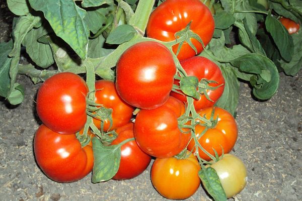 Pelageya tomater