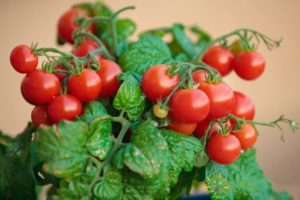 Description of the Pygmy tomato variety and cultivation features