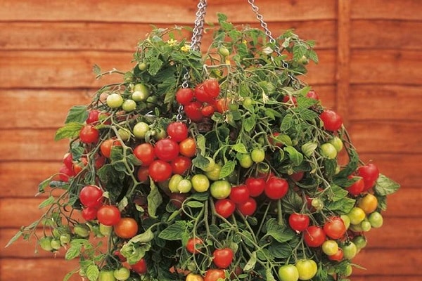 paradajka v kvetináči