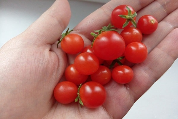 pigmečio pomidoras
