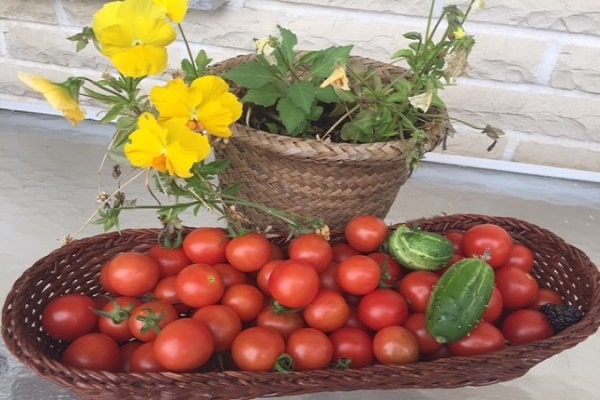 tomat med agurker