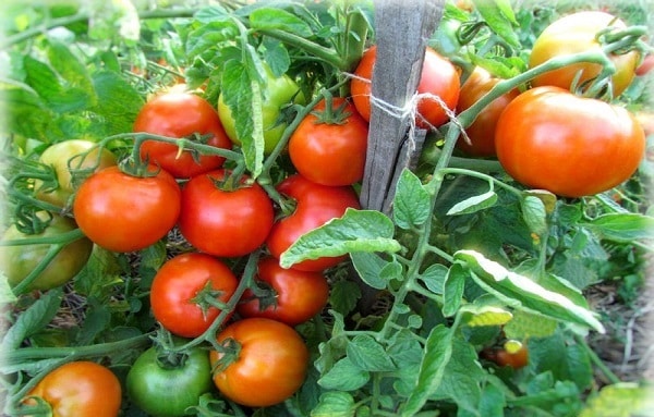 pomidorowy bbw