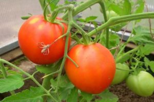 Beskrivelse af tomatsorten Pyshka og dens egenskaber