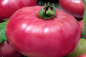 Beschrijving van de tomatenvariëteit Robinson en zijn kenmerken