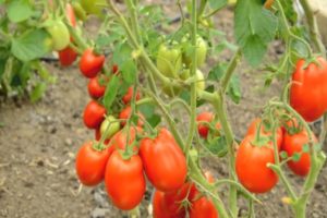 Beschreibung der Sorte Tomaten Roker und ihrer Eigenschaften