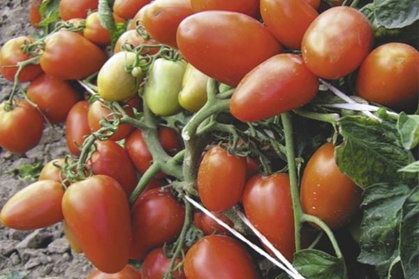 Dyrkning af tomat