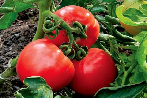 nematodo del tomate