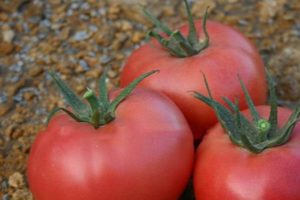 Pomidorų veislės Roseanne F1 aprašymas ir jos savybės