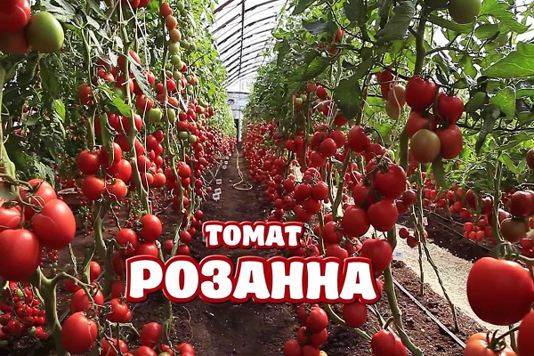 Tomate ohne Chemie