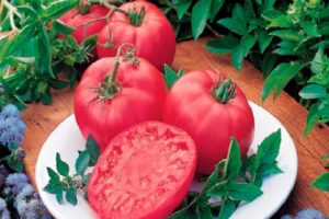 Beskrivning av tomatsorten Pink Dream och dess egenskaper