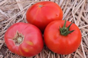 Beskrivelse af den lyserøde titan-tomatsort og dens egenskaber