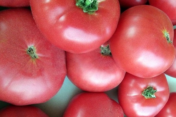 koning tomaat