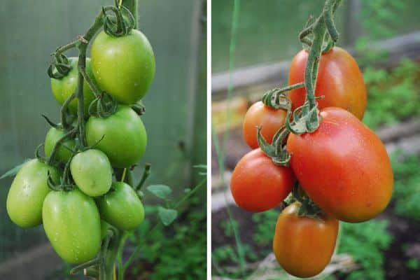 Vihreät tomaatit