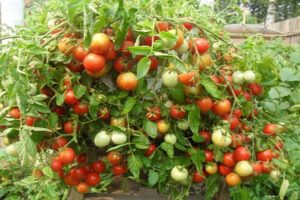 Description of the tomato variety Garden pearl and its characteristics