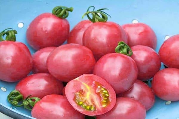 עגבניות בשלות מוקדמות