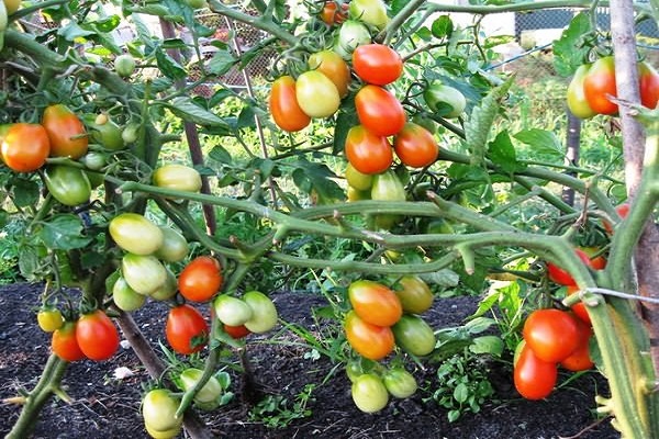 wczesne dojrzałe pomidory