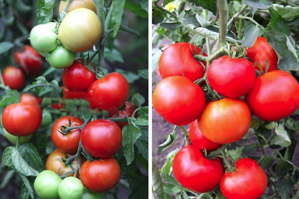 Pomidorai ant atramų