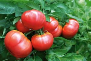 Beschrijving van tomatenras Nugget F1 en zijn kenmerken