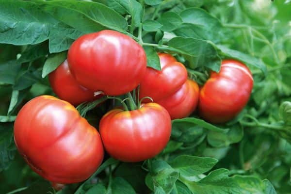 Suuret tomaatit