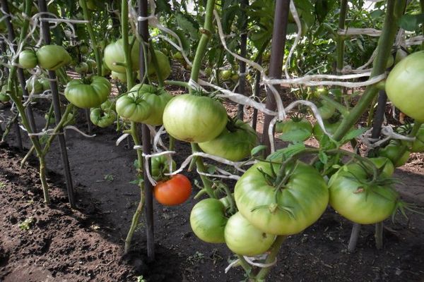 Tied tomatoes