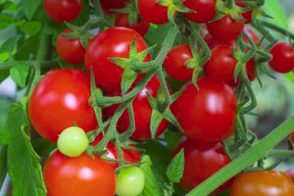 Augantis pomidoras