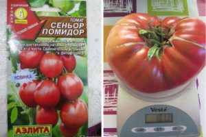 Beschrijving van de tomatensoort Senior tomaat en zijn opbrengst