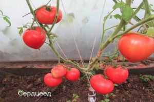 Pomidorų veislės „Pochlebca“ aprašymas ir jos savybės