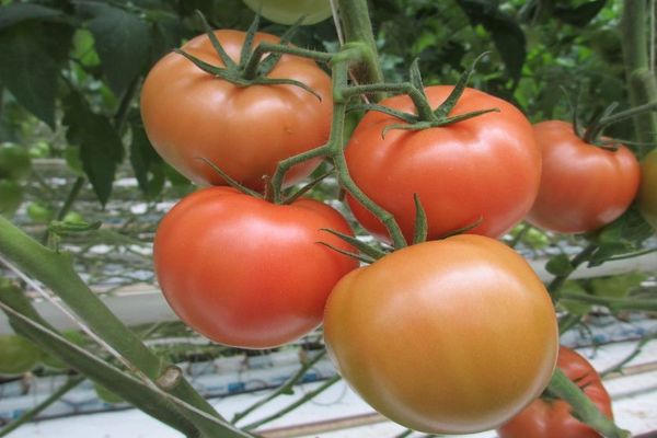 Niedojrzałe pomidory