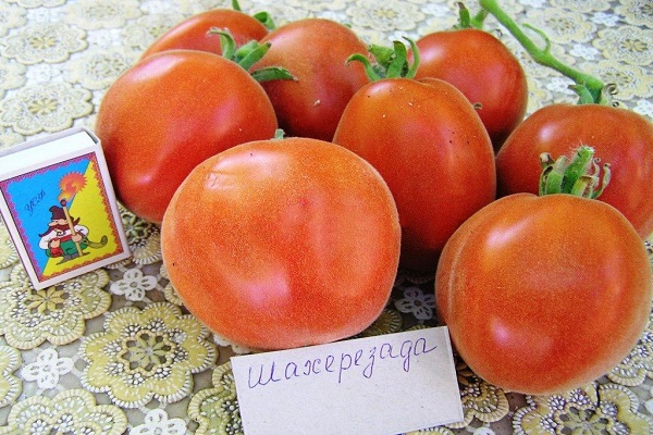 Scheherazade pomidoras