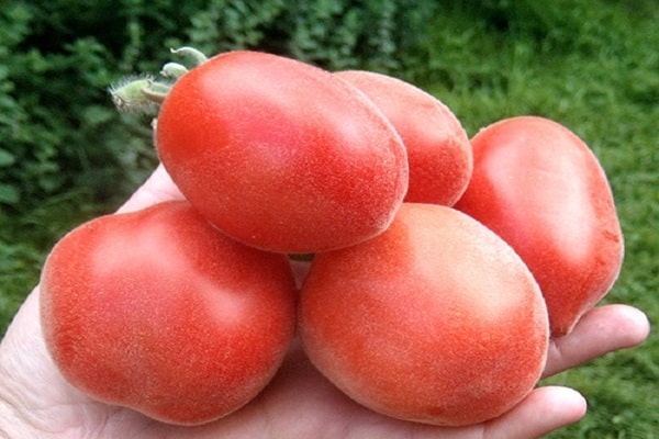 tomates melocotón
