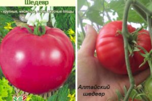Sorten von Tomatensorten Masterpiece, seine Beschreibung und Ertrag