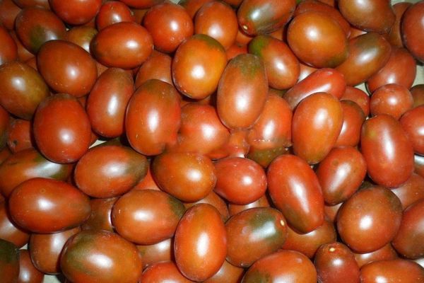 Thu hoạch cà chua