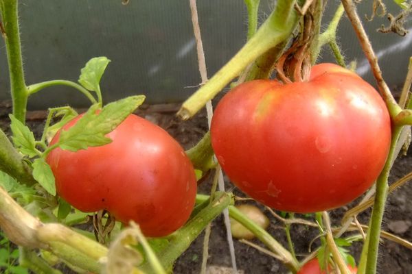 Cultivar tomàquets