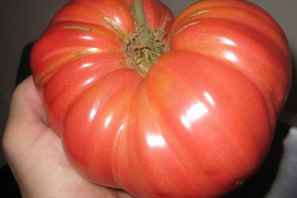 Große Tomate