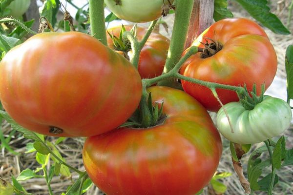 Audzē tomātus