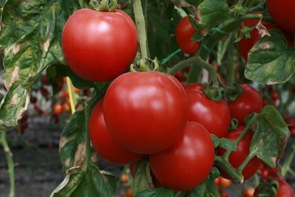 tiheät tomaatit