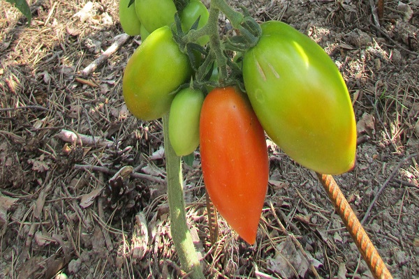 paradajka sicílska