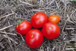 Beschreibung der frühen Tomatensorte Skorospelka und ihrer Eigenschaften