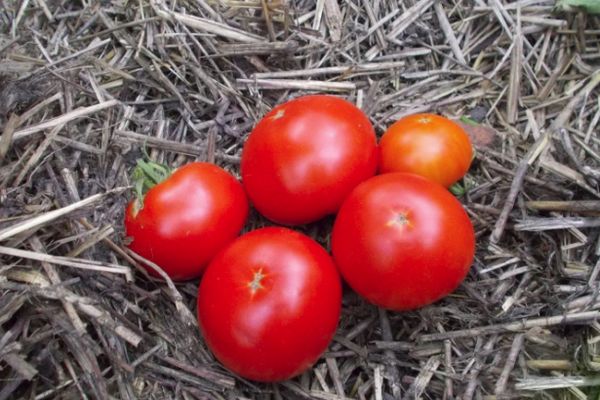 Wczesne dojrzewające pomidory