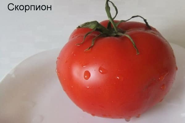 escorpión de tomate