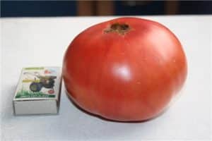 Skorpioni-tomaattilajikkeen ominaisuudet ja kuvaus, sen sato